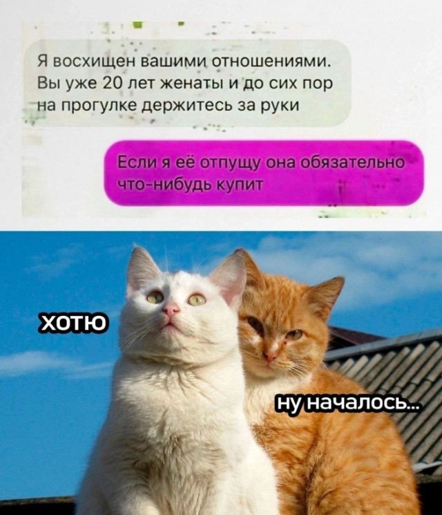 Смешные и забавные котоМЕМЫ  