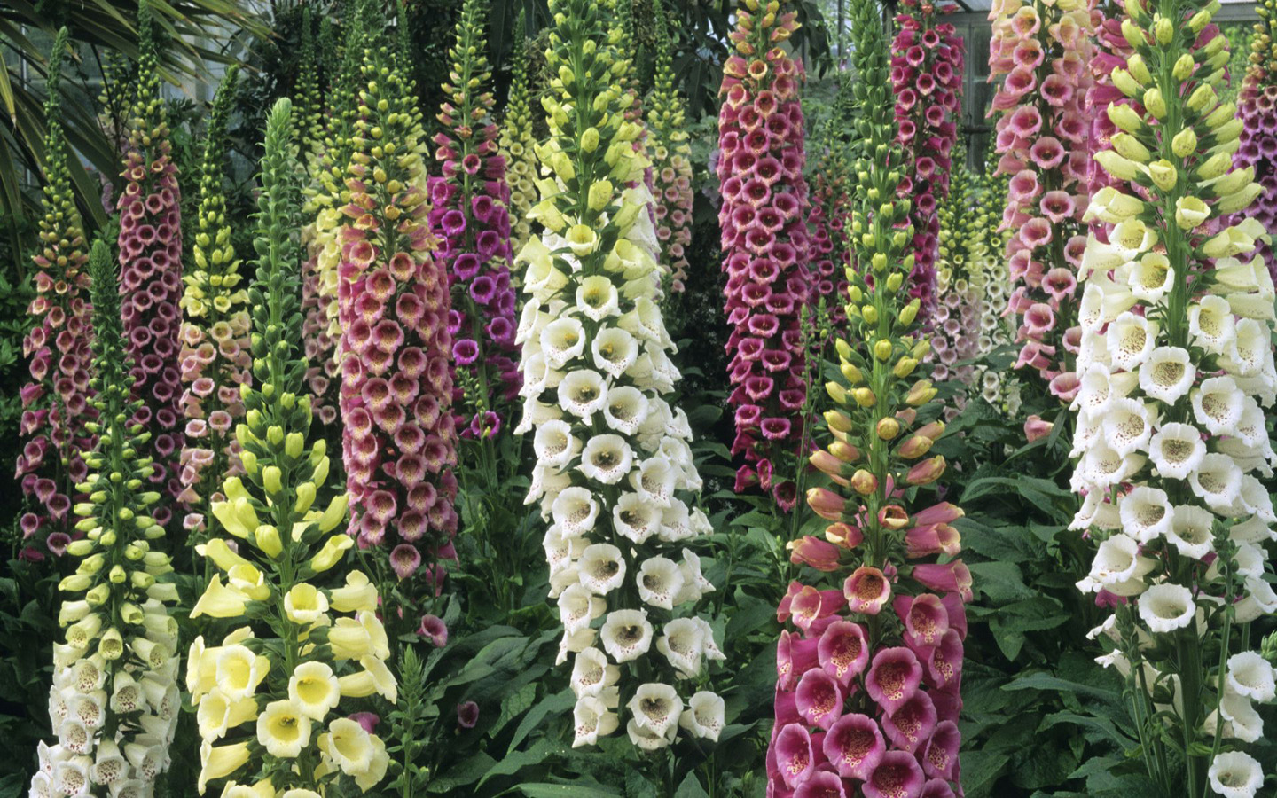 ТОП-10 самых смертоносных организмов на вашем заднем дворе дача,насекомые,огород,опасность,растения,сад