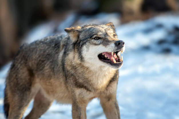 Животное оправдано: В Австрии судили волка, который убил 24 овцы