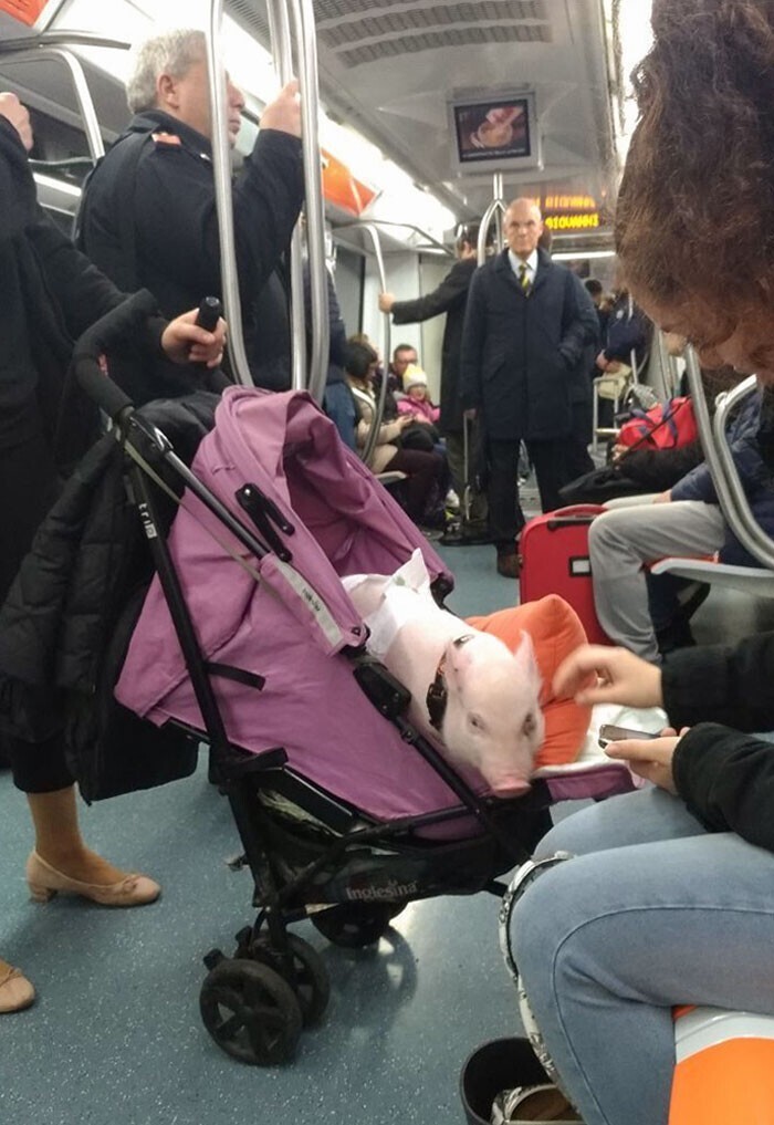 Ещё 15 милейших животных-путешественников метро», такого, японском, сидит, метро, «Впервые, необычного, ребеночка», Сколько, удовольствия, «Кажется, ктото, хочет, подружиться», «Встретил, пассажира, сегодняшней, мальчик, поездок, Читать