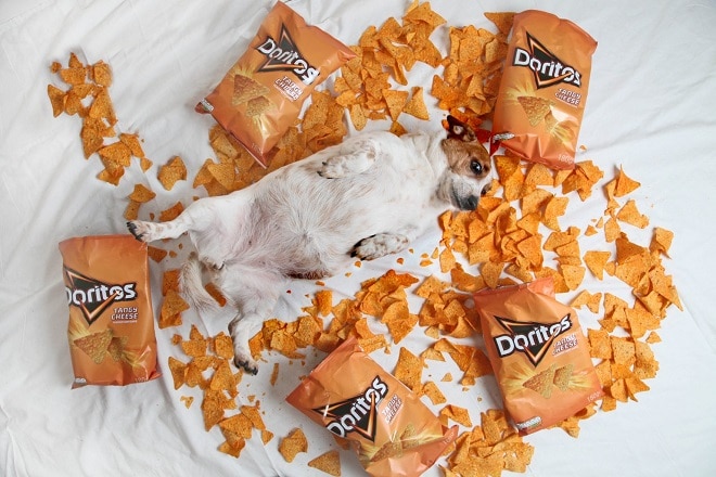 Собака отдыхает