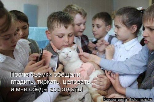 Весёлая котоматрица  смешные картинки