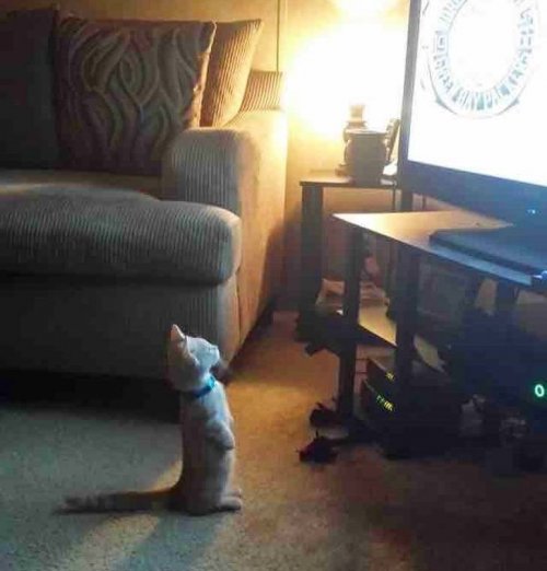 22 очаровательных животных, которые вызовут улыбку и подарят позитив 22 очаровательных животных, которые вызовут улыбку и подарят позитив