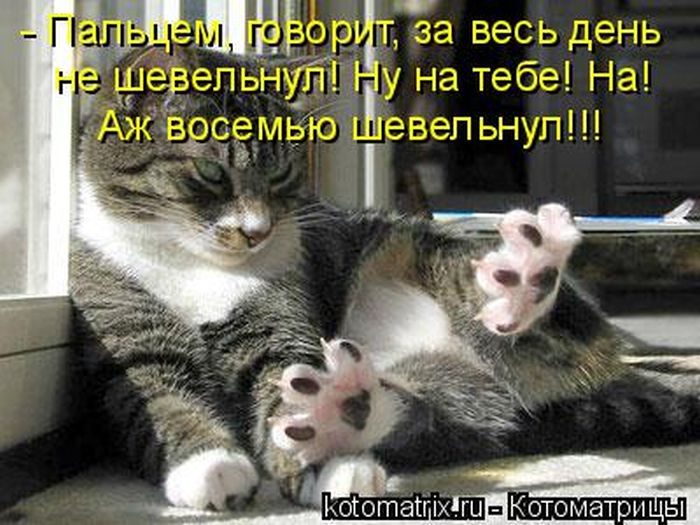 Лучшие котоматрицы за прошедшую неделю