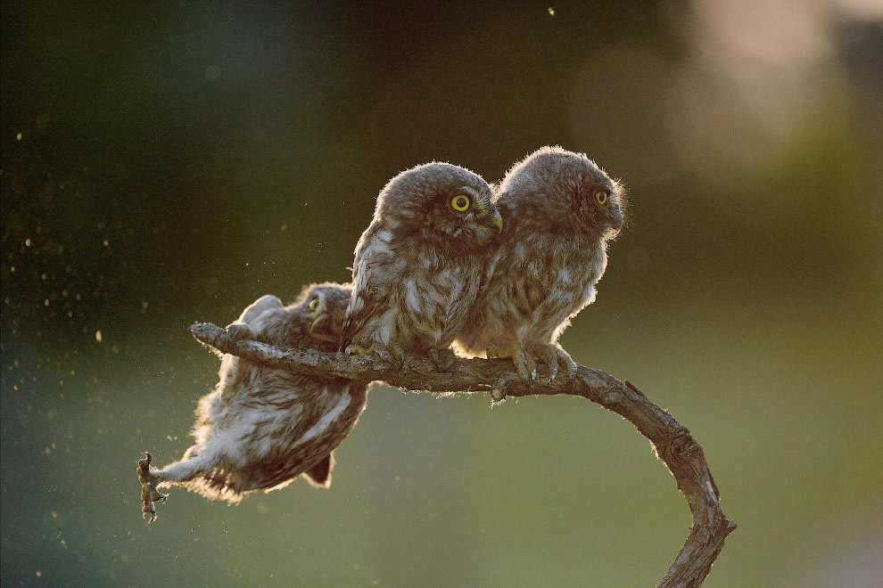 Смешные фотографии животных со всего мира с конкурса Comedy Wildlife Photography Awards 2017