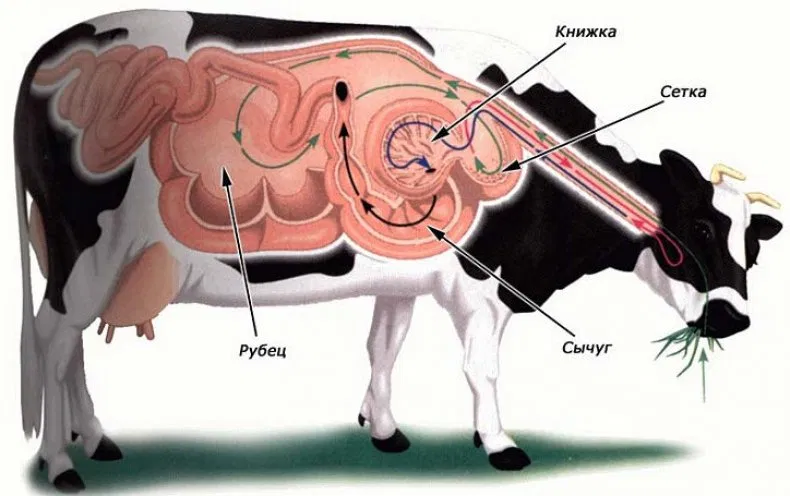 Зачем люди делают коровам большую дыру в боку? коровы, корова, бактерии, настоящий, дырка, желудок, бурёнки, настолько, не фотошоп, И если, раньше, животин, нередко, убивали, чтобы, то теперь, те не мучились, бедную, на помощь, приходит