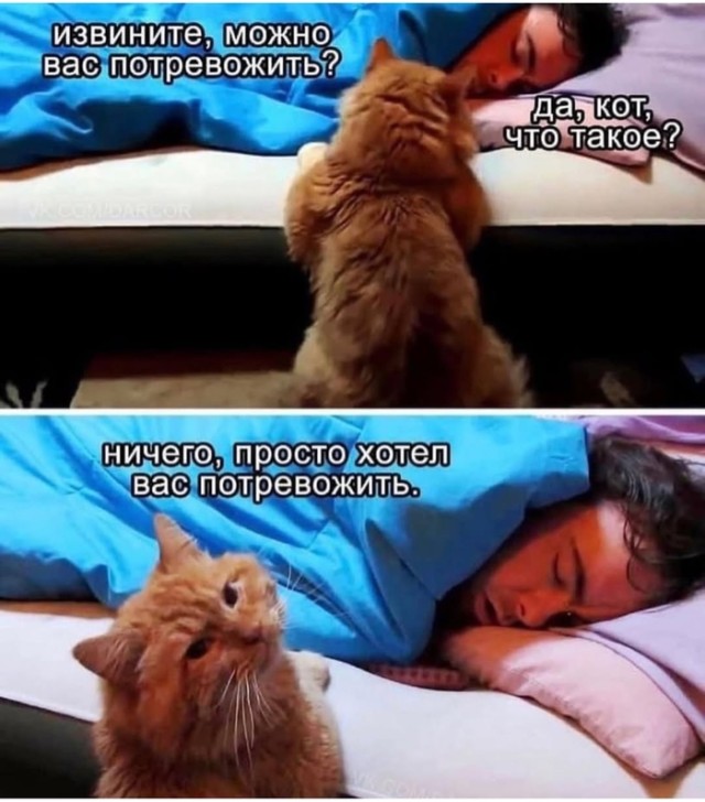 Смешные и забавные котоМЕМЫ  