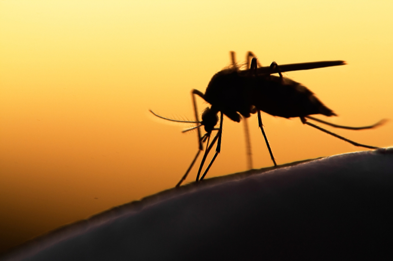 Британские ученые создали целую армию комаров-мутантов Без категории