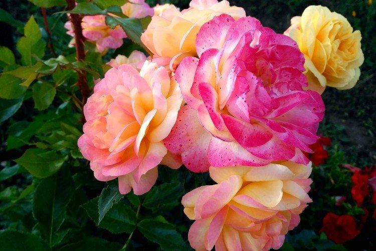 Роза флорибунда: виды, посадка и уход в открытом грунте дача,сад и огород,цветоводство