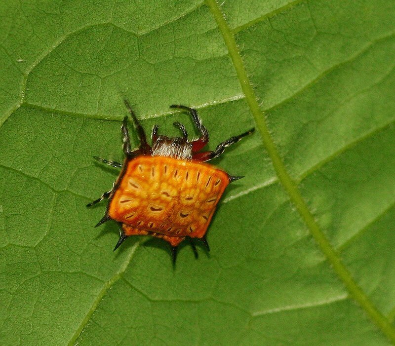 Доставайте огнемет: 15 самых странных пауков мира пауков, Spider, spider, человеческое, похоже, потому, паукомлюдоедом, двухглазым, прозванный, OgreFace, паукдеревоNetCasting, Weaver, Stump, резиныА, восемь, игрушка, выглядит, quadrimaculatus, Platythomisus, пометEightspotted