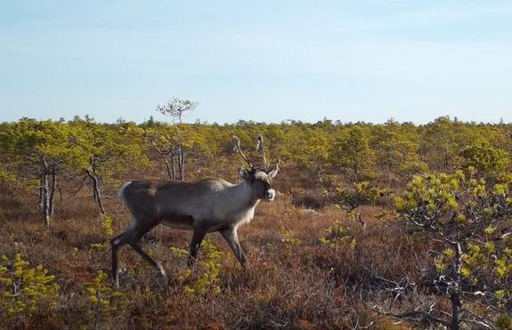«Роснефть» продолжает исследование популяции диких северных оленей