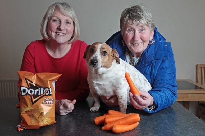 Люди и собака