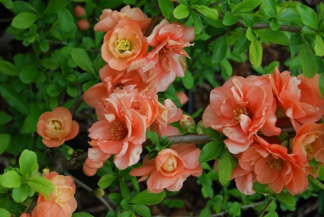 Махровые цветки есть у персиково-цветкового хеномелеса «Камео» (’Cameo’). © nurcar  ????
