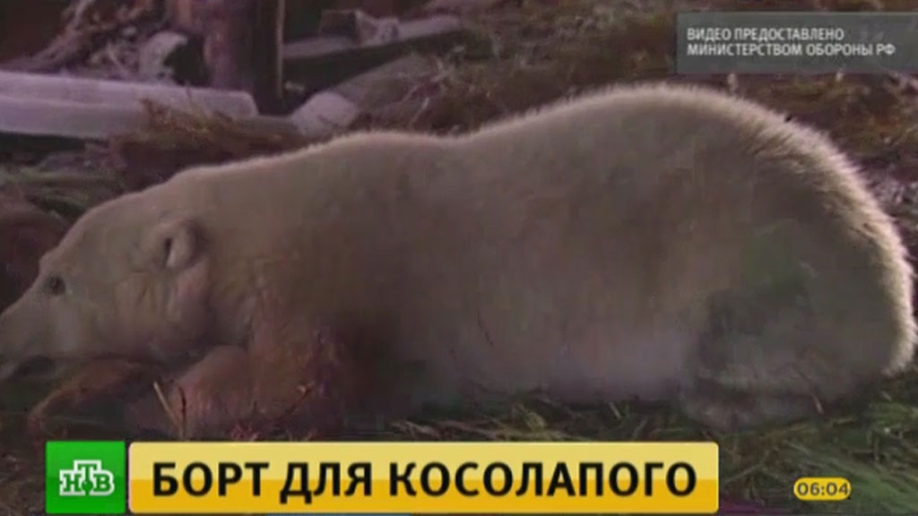 Погибающего на Чукотке белого медвежонка спасли по личному приказу Шойгу