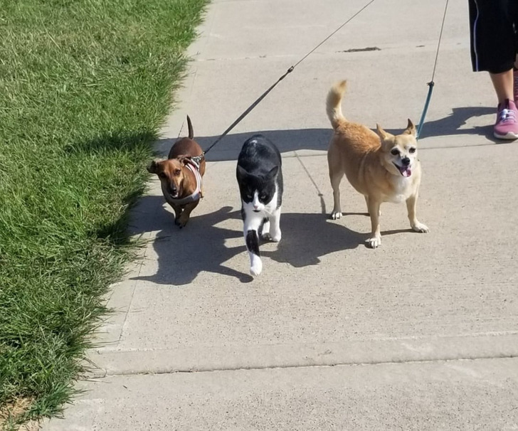 Подслушано... теперь истории про пёселей Подслушано... теперь истории про пёселей