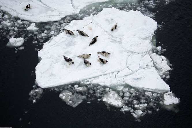 Как тает Арктика: масштабы глобального потепления в 7 снимках глобальное потепление,наука,природа