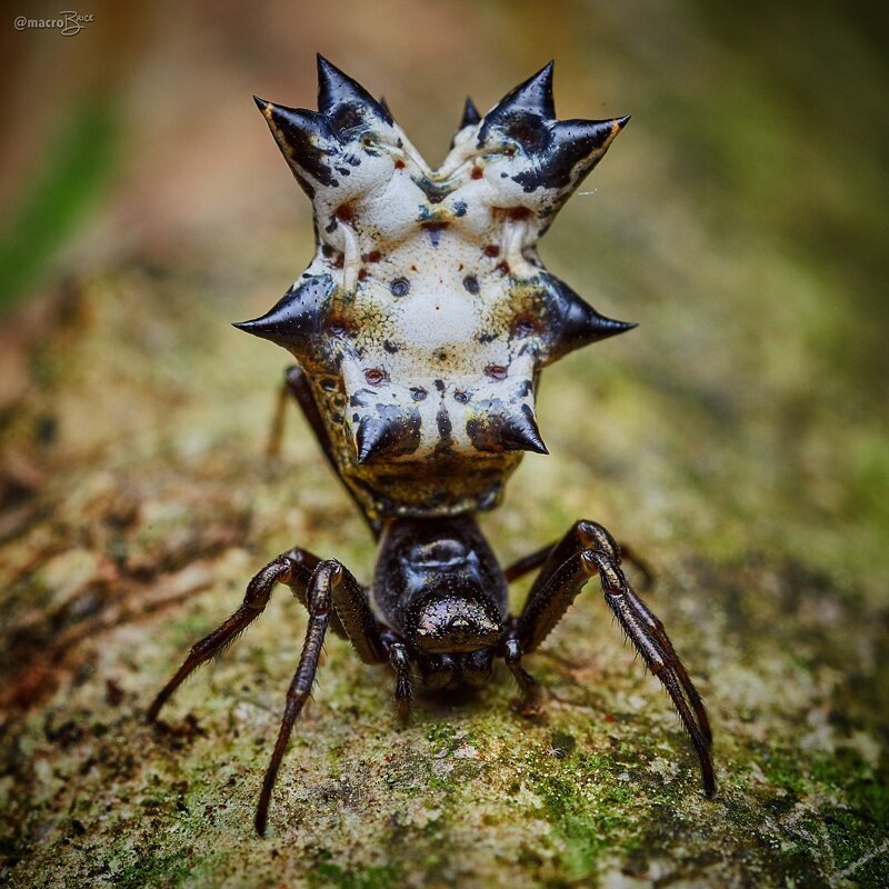 Доставайте огнемет: 15 самых странных пауков мира пауков, Spider, spider, человеческое, похоже, потому, паукомлюдоедом, двухглазым, прозванный, OgreFace, паукдеревоNetCasting, Weaver, Stump, резиныА, восемь, игрушка, выглядит, quadrimaculatus, Platythomisus, пометEightspotted