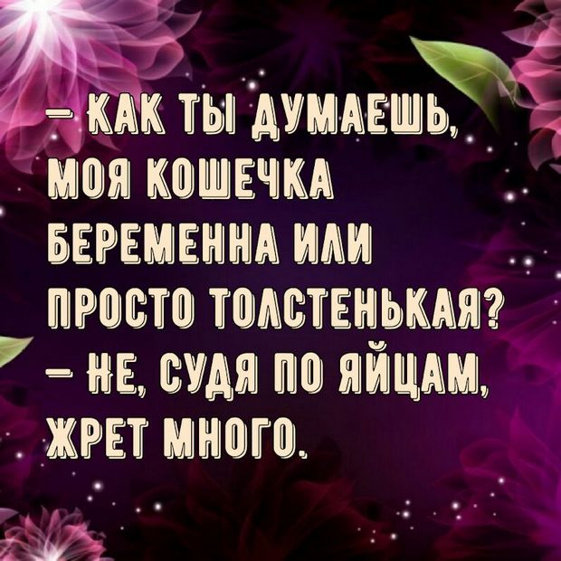 - Смотрю на людей и меня не покидает ощущение, что профессор Преображенский жив и активно продолжает оперировать собак...