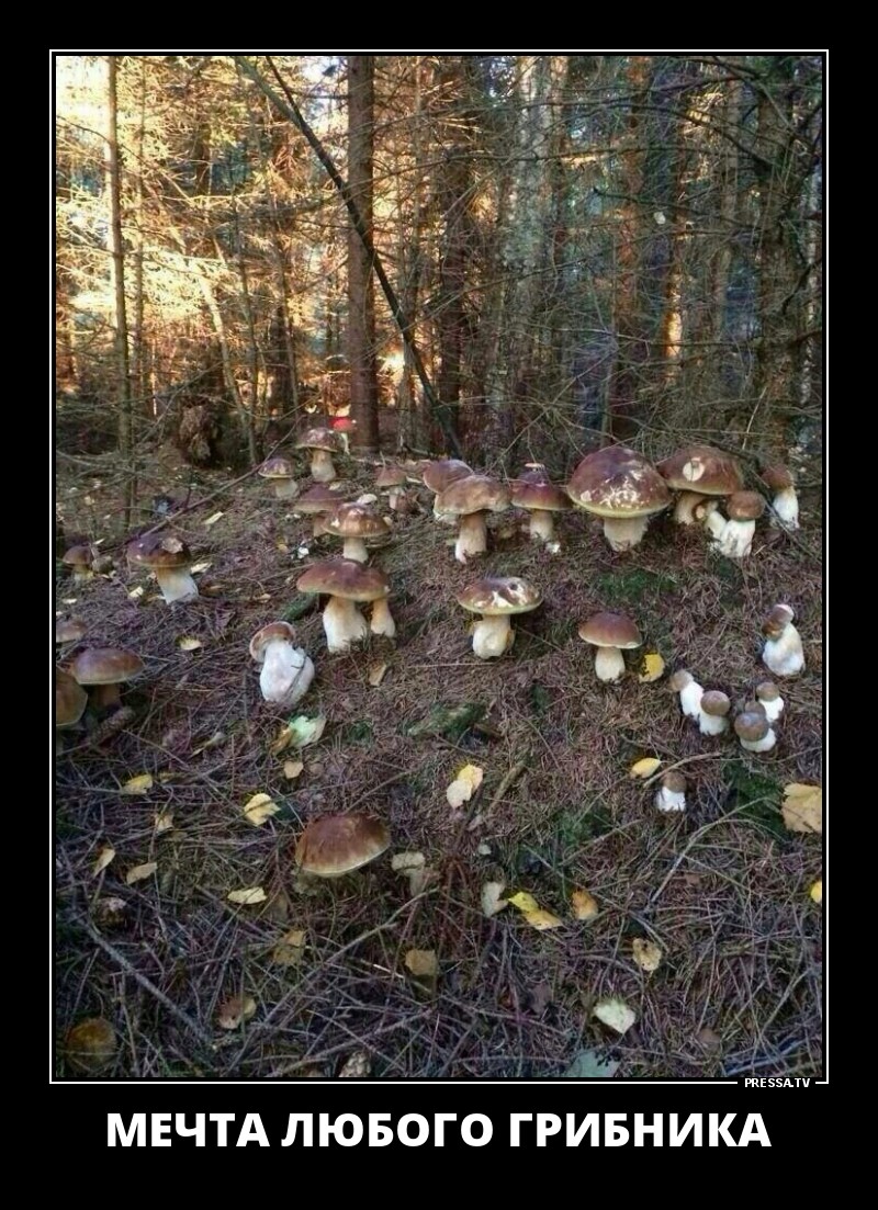 Веселые жизненные демотиваторы Веселые жизненные демотиваторы