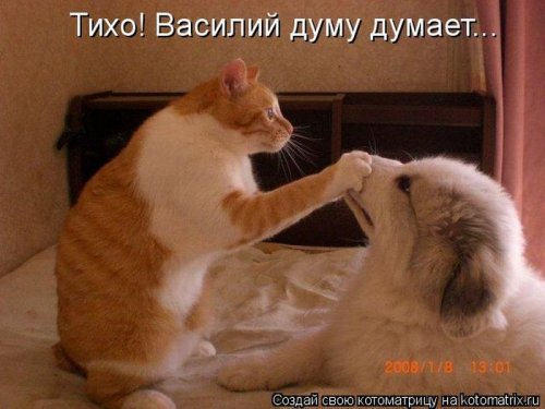 Рыжая котоматрица (12 шт)