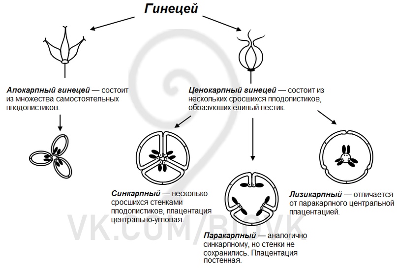 Апокарпный гинецей рисунок