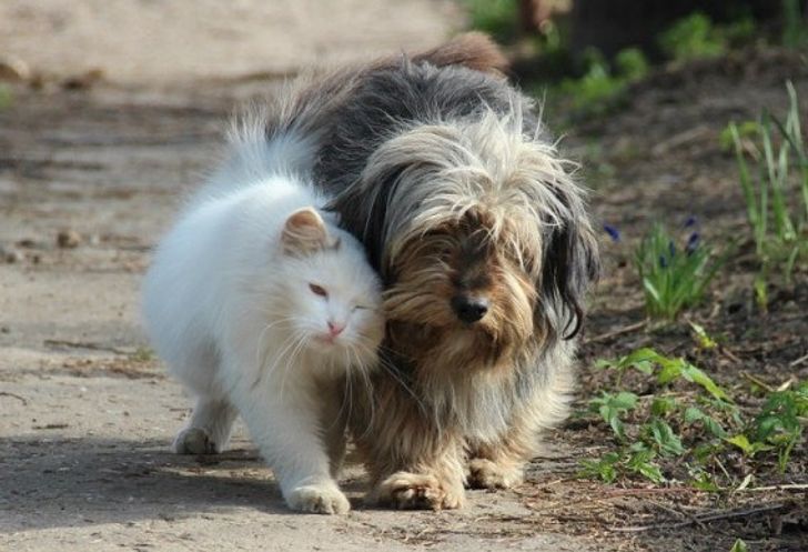 20+ примеров того, как кошки и собаки нашли друг в друге лучших друзей 20+ примеров того, как кошки и собаки нашли друг в друге лучших друзей
