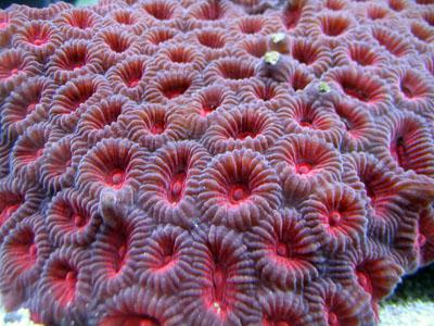 Кораллы — это животное или растение? Где в природе встречаются кораллы?