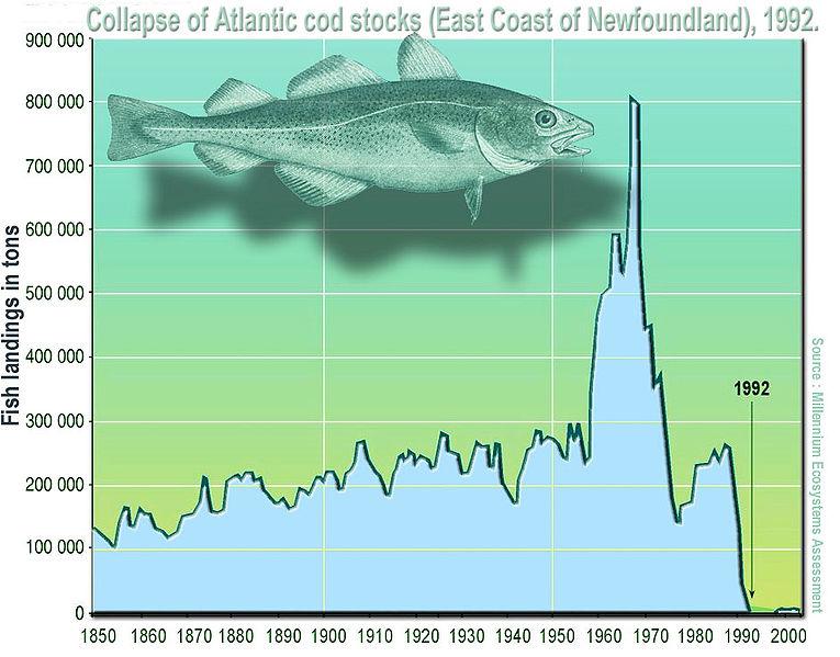 7. Атлантическая треска на Ньюфаундленде. «Коллапс северо-западного района промысла наступил в 1992 году; перелов наблюдается с 1950-х гг., его предвестники впервые проявились в 1970 г.»