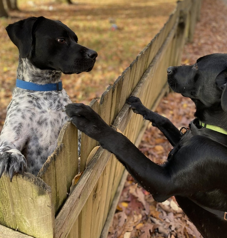 Подслушано... теперь истории про пёселей Подслушано... теперь истории про пёселей