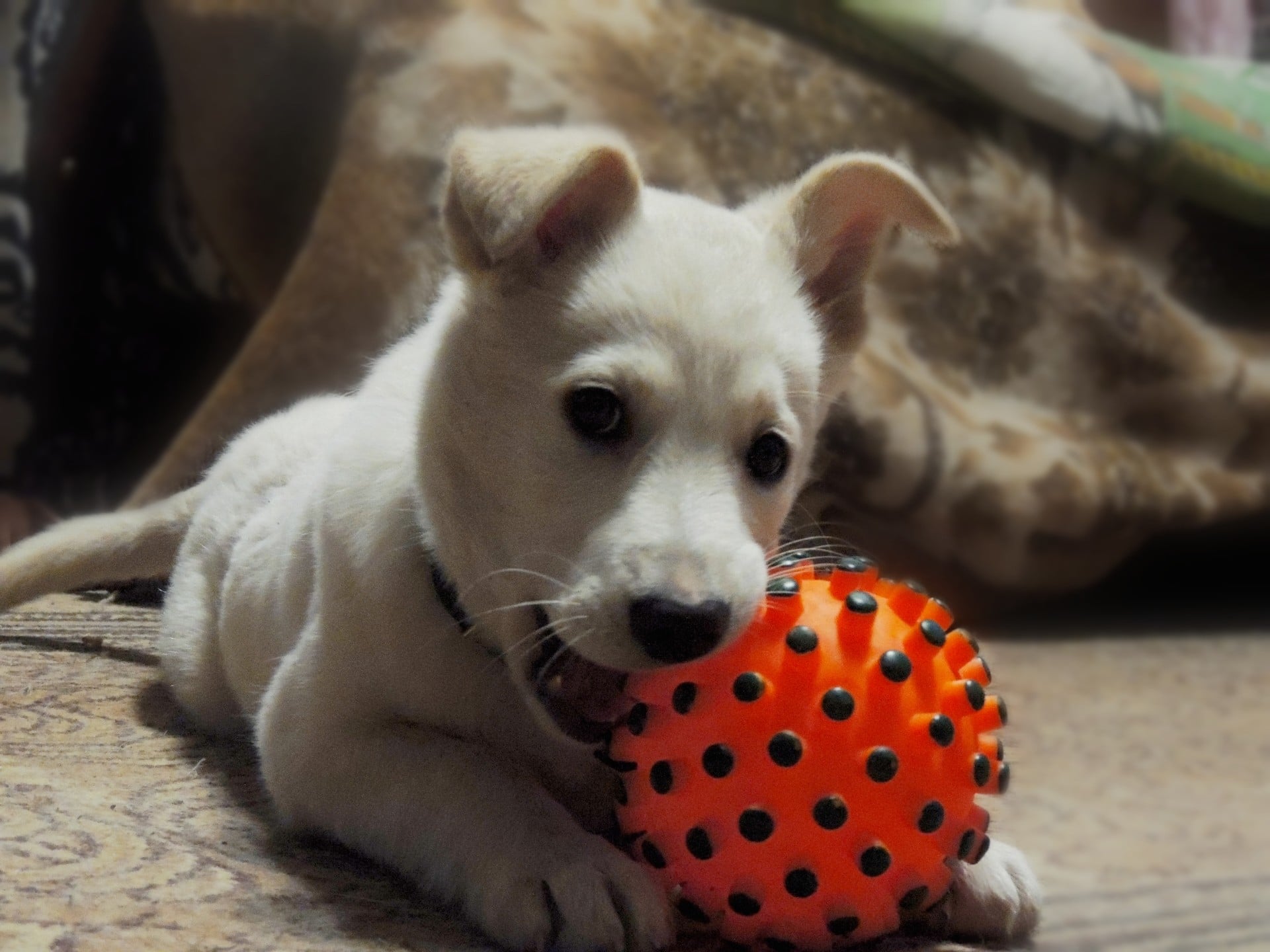 Пятеро уличных щенков один за другим уезжали в новые дома. Осталась только одна малышка… Пятеро уличных щенков один за другим уезжали в новые дома. Осталась только одна малышка…