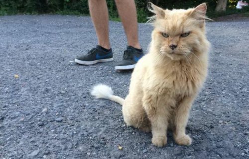 КОТОприколы 