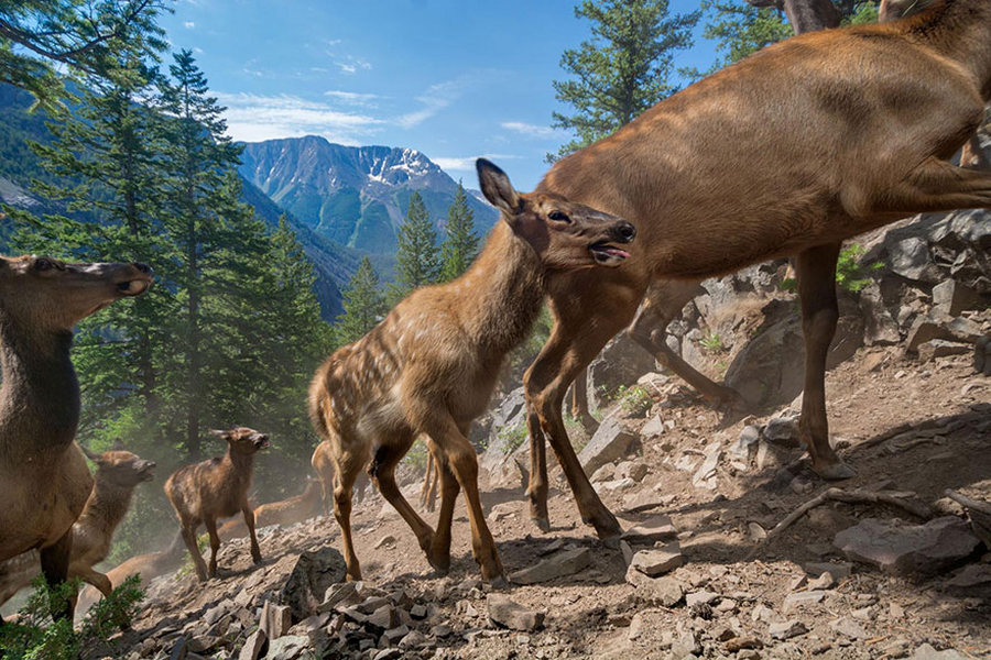 50 лучших фотографий года от National Geographic 25