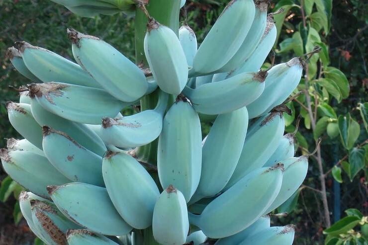 Банан Голубая Ява" (Blue Java Banana)
