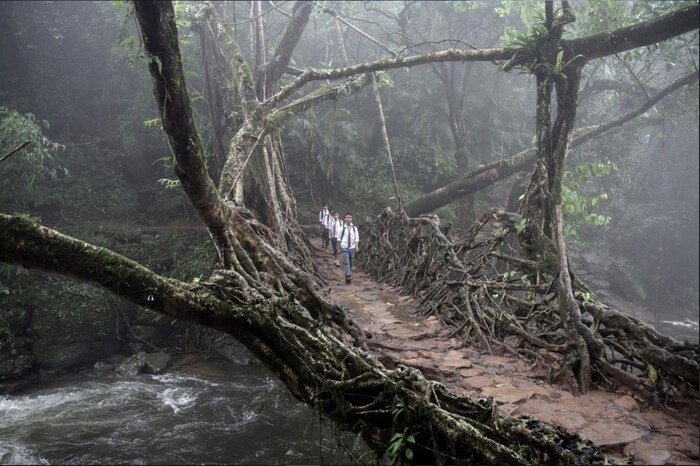 Дерево-мост в Индии корневая система, корни, подборка, прикол, природа, флора, юмор