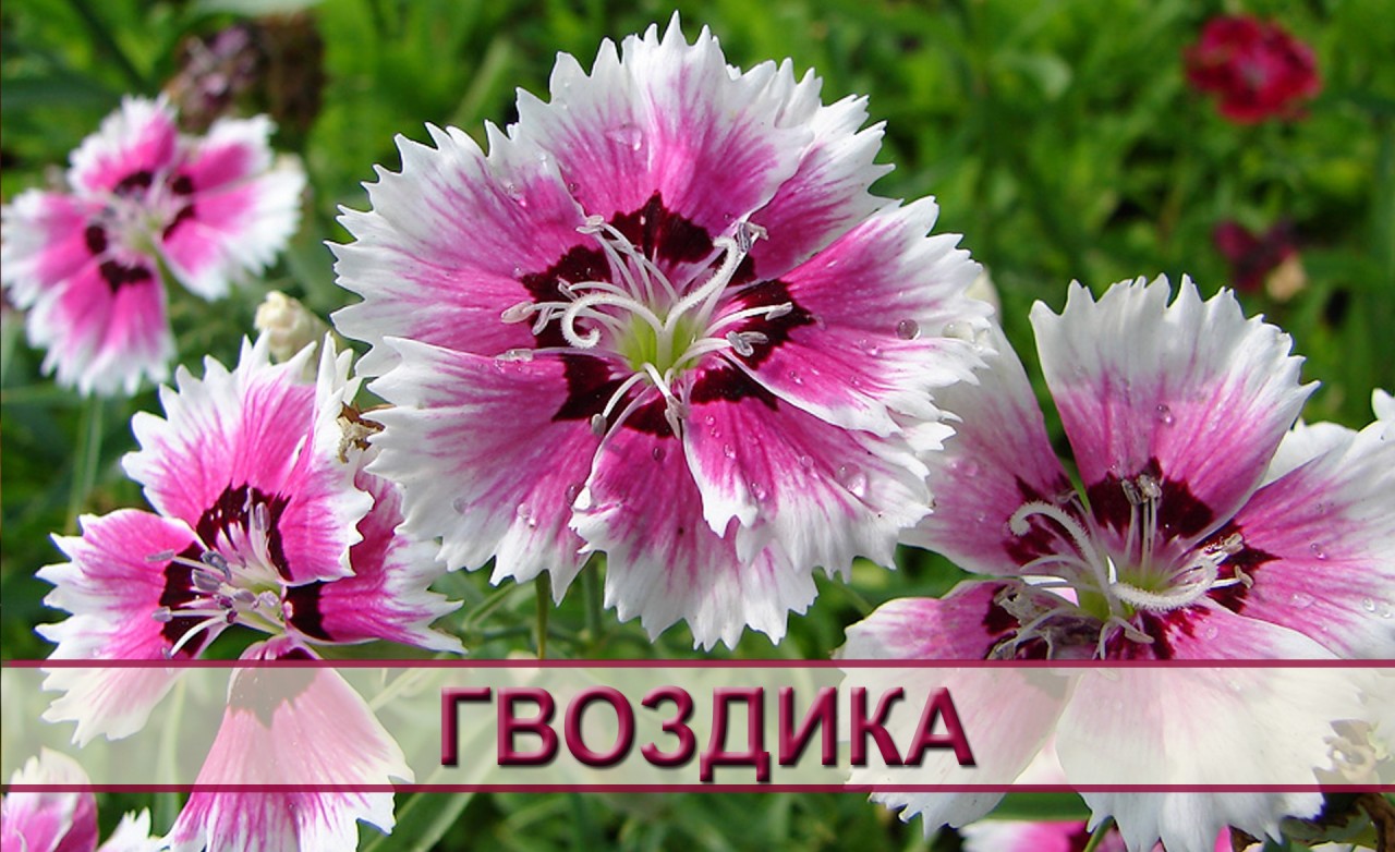 Dianthus chinensis гвоздика китайская