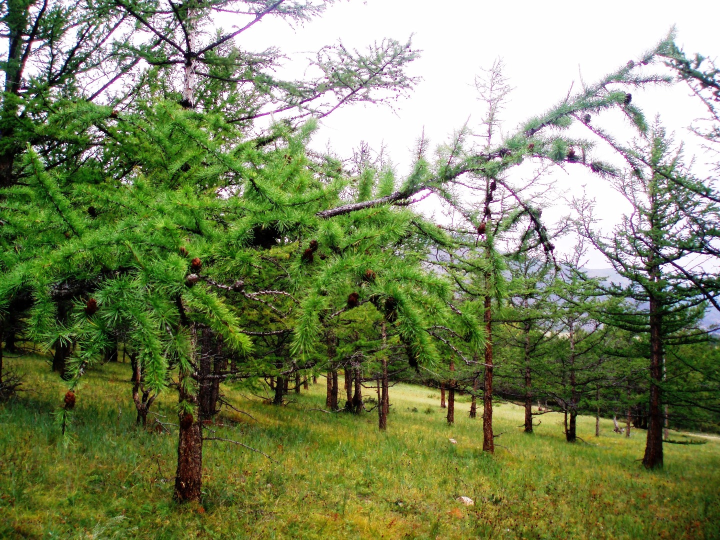 Прибайкалье. Маломорская Курма 