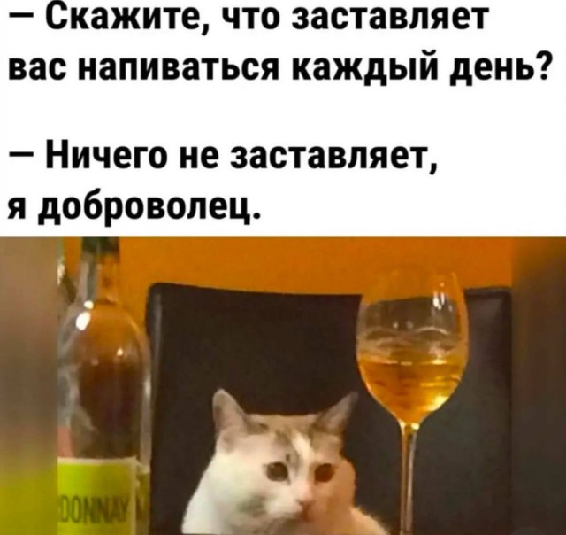 Смешные и забавные котоМЕМЫ  