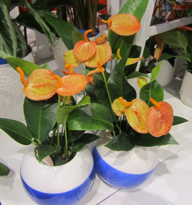 Антуриум Шерцера (Anthurium scherzerianum)