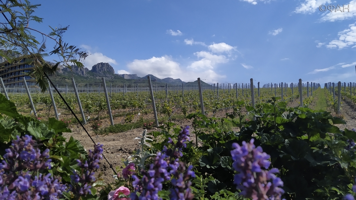 «Скелет» для сферы виноделия: как новый закон отразится на виноделах РФ и Европы «Скелет» для сферы виноделия: как новый закон отразится на виноделах РФ и Европы Общество