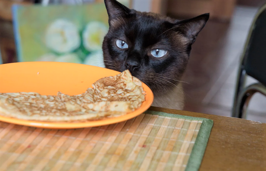 Кошка блин