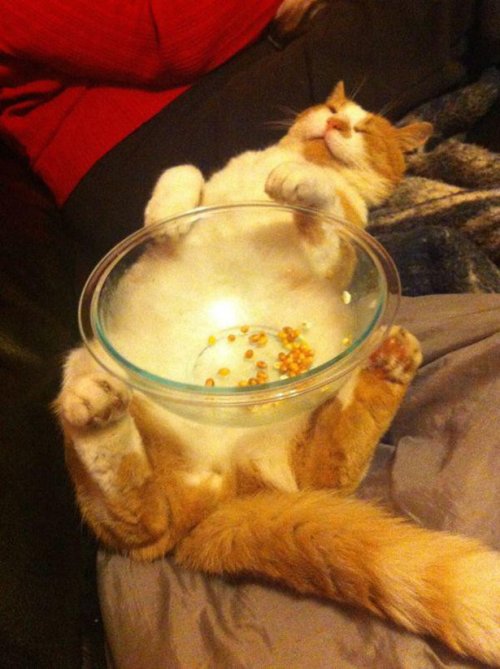 КОТОприколы 