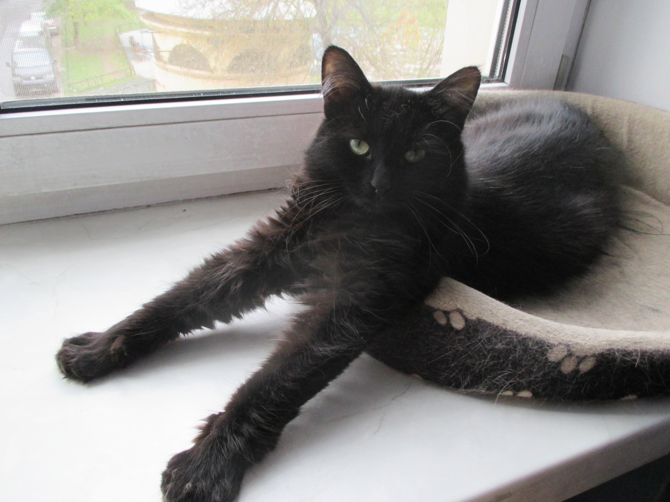 кошка на окне