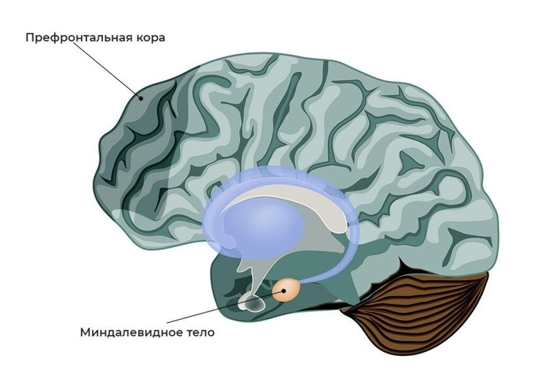 Без страха и упрёка