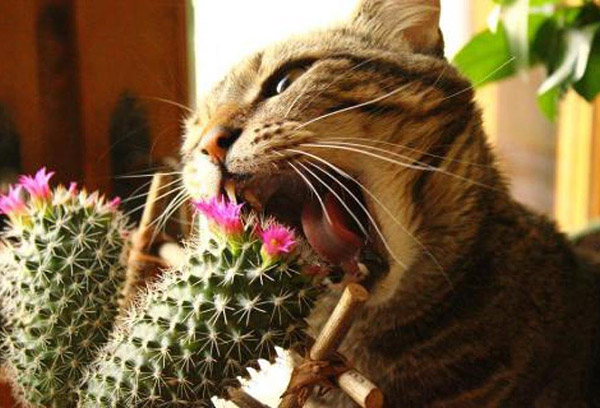 Кот грызет кактус