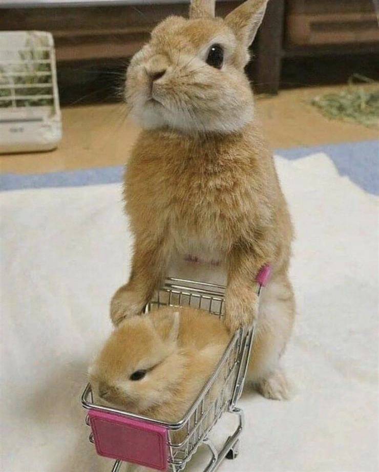 Подборка прикольных картинок  приколы,смешные картинки,юмор