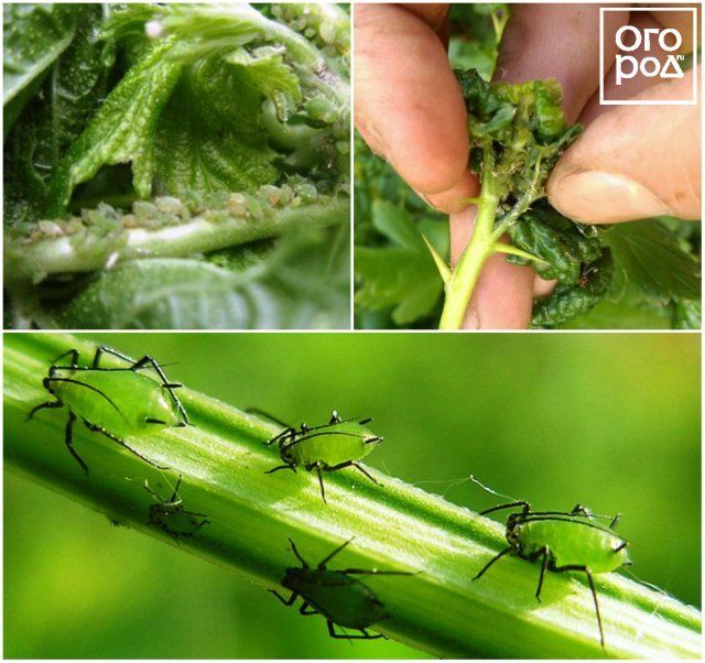 Вредители смородины и крыжовника – фото, описание, чем обработать кусты садоводство