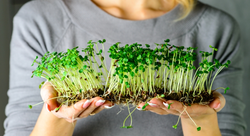 Микрозелень — как выращивать культуры, польза и вред