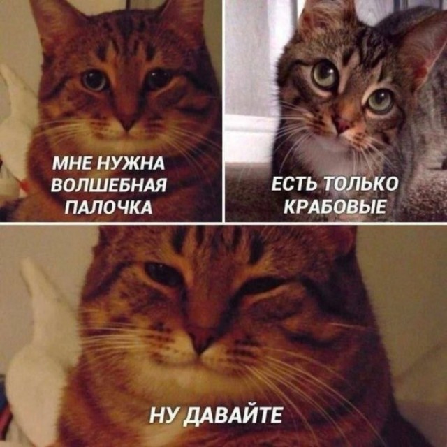 Смешные и забавные котоМЕМЫ  