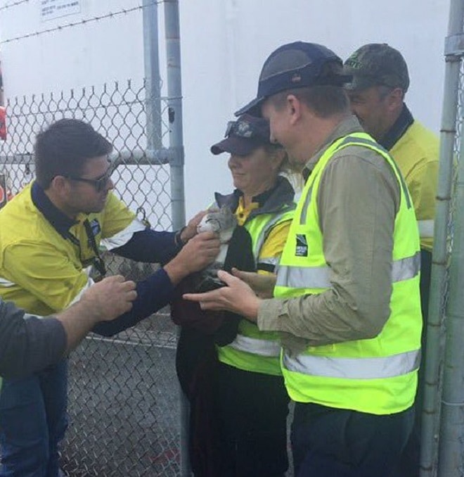 Кошка и люди