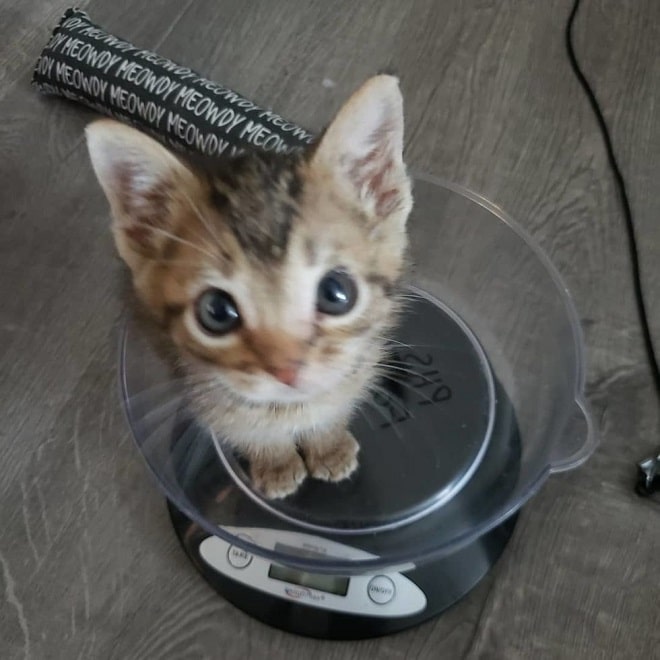 Котенок сидит